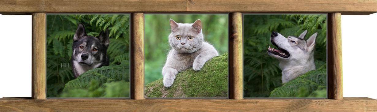 Three framed photos of pets including a dog and cats displayed in a wooden window frame.