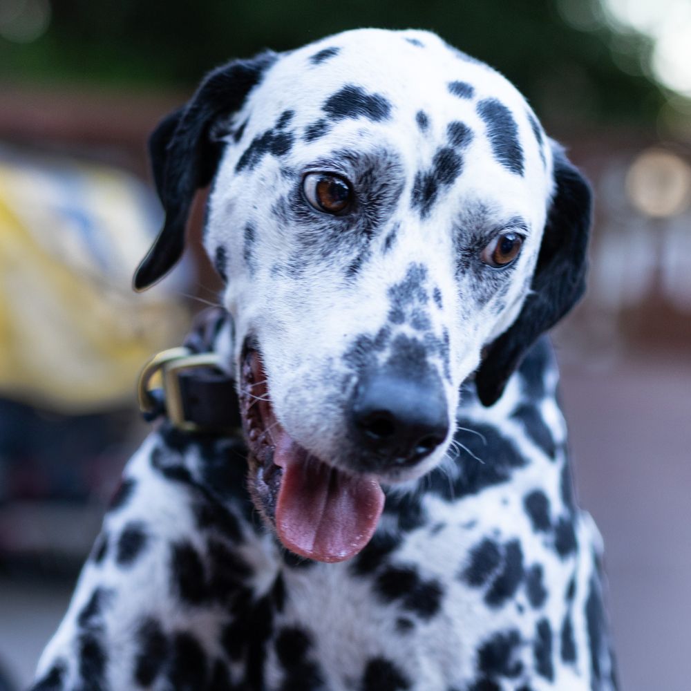 Portrait of a smiling Dalmatian dog showing its distinctive black and white spotted coat. Dogs photographer.