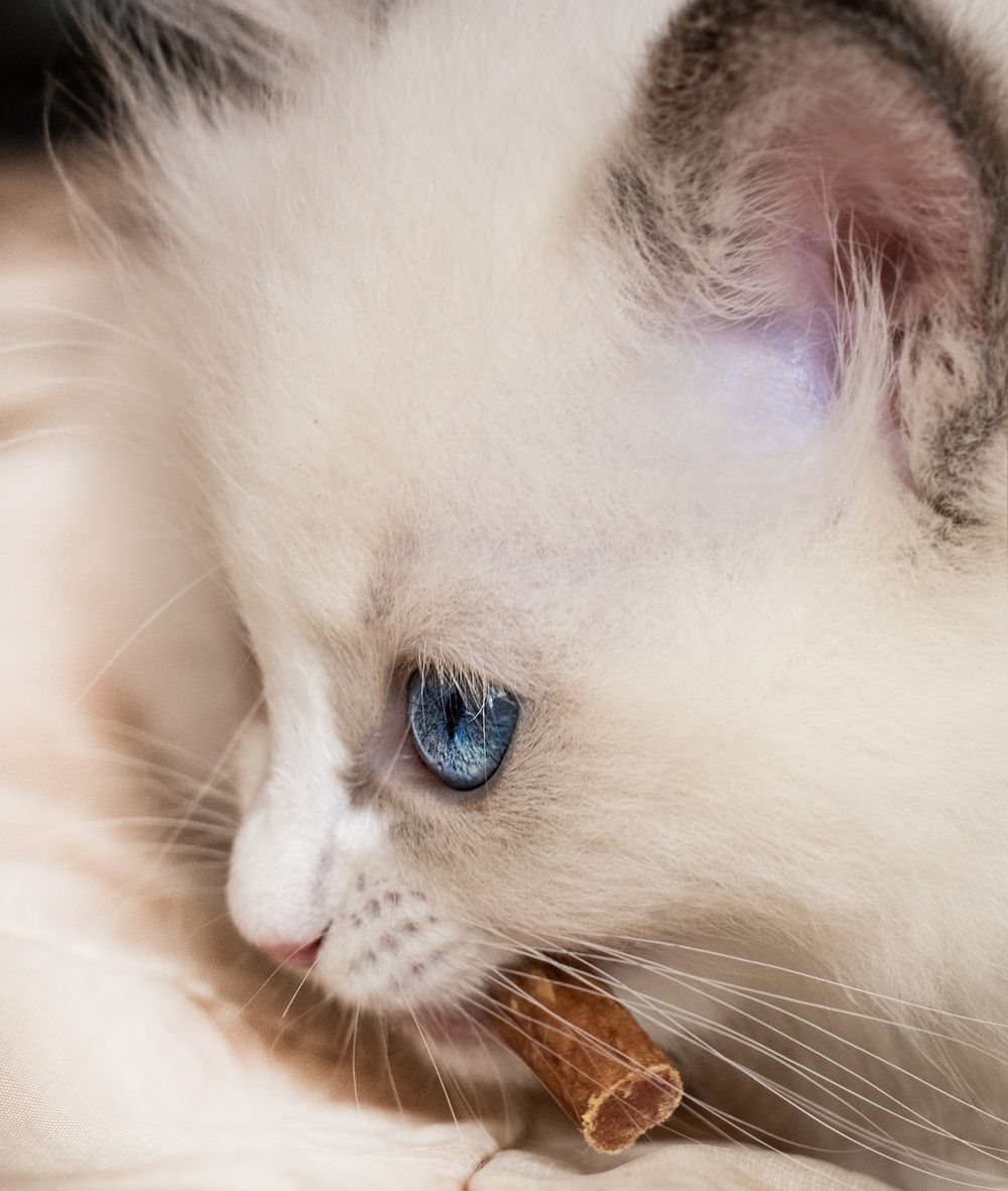 Side profile of white kitten with blue eyes and wooden stick in mouth.
