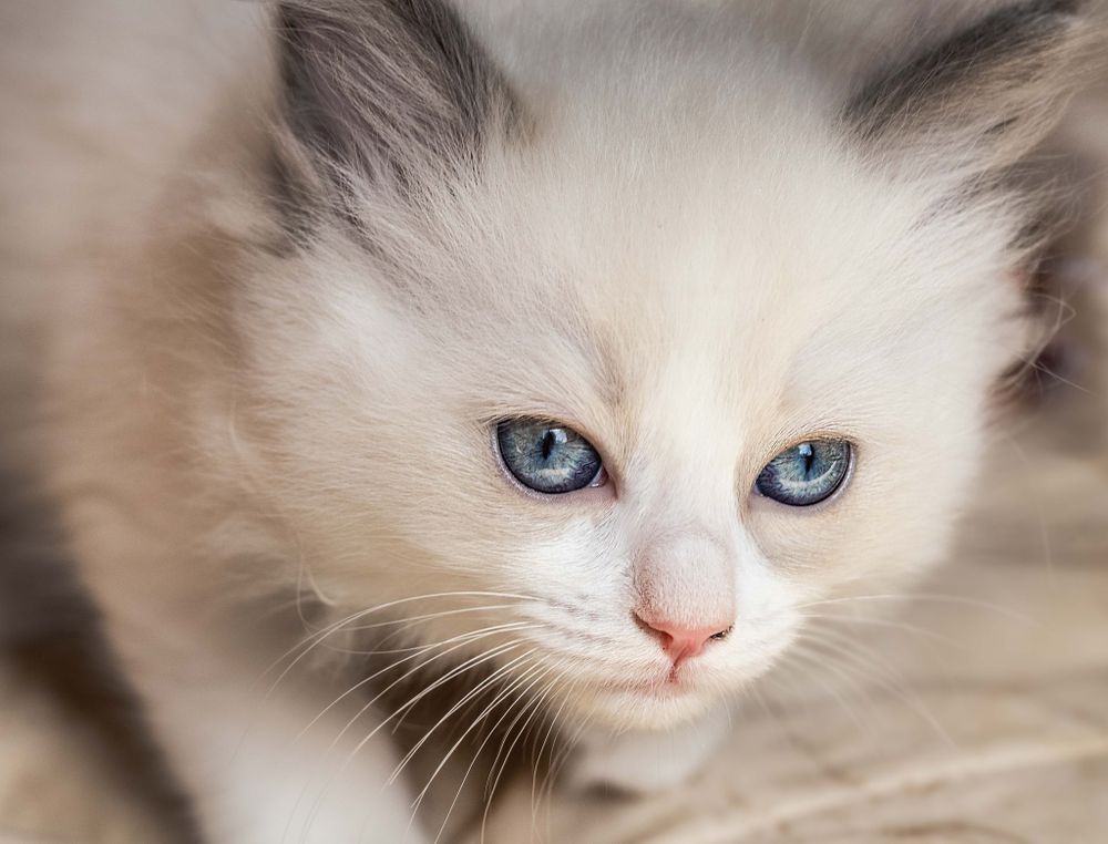 Close-up portrait of white ragdoll kitten with striking blue eyes.
