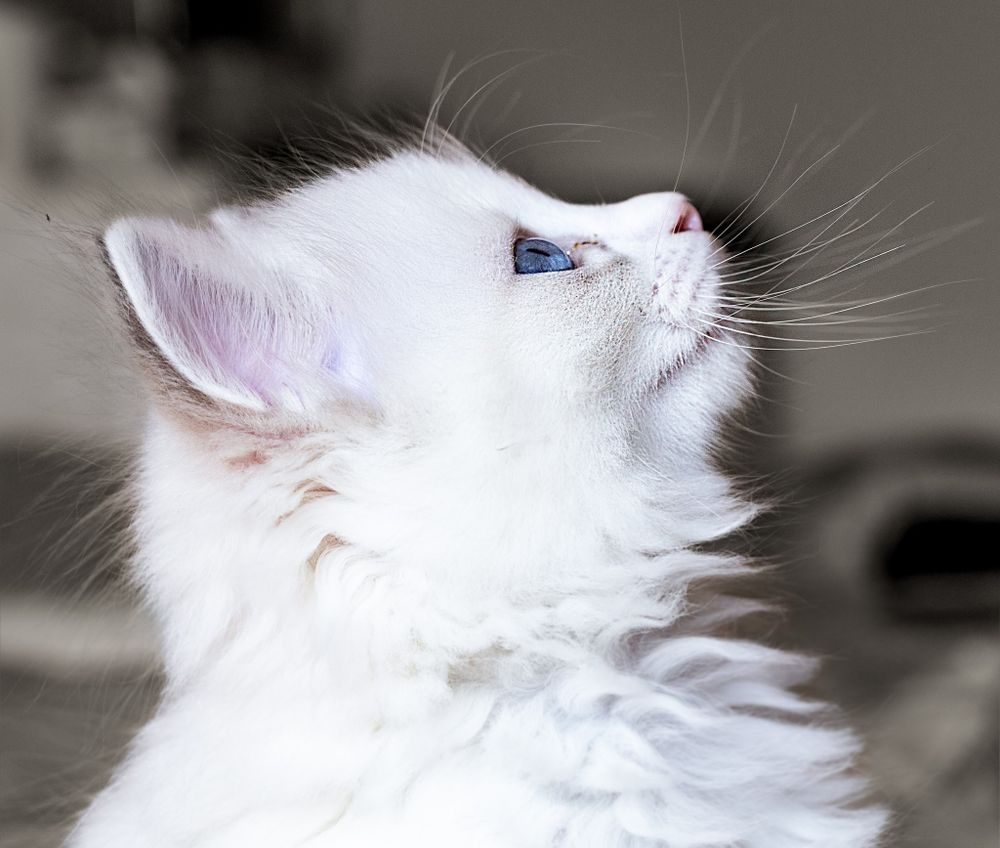 Close-up profile view of a white fluffy cat looking upward with bright blue eyes.