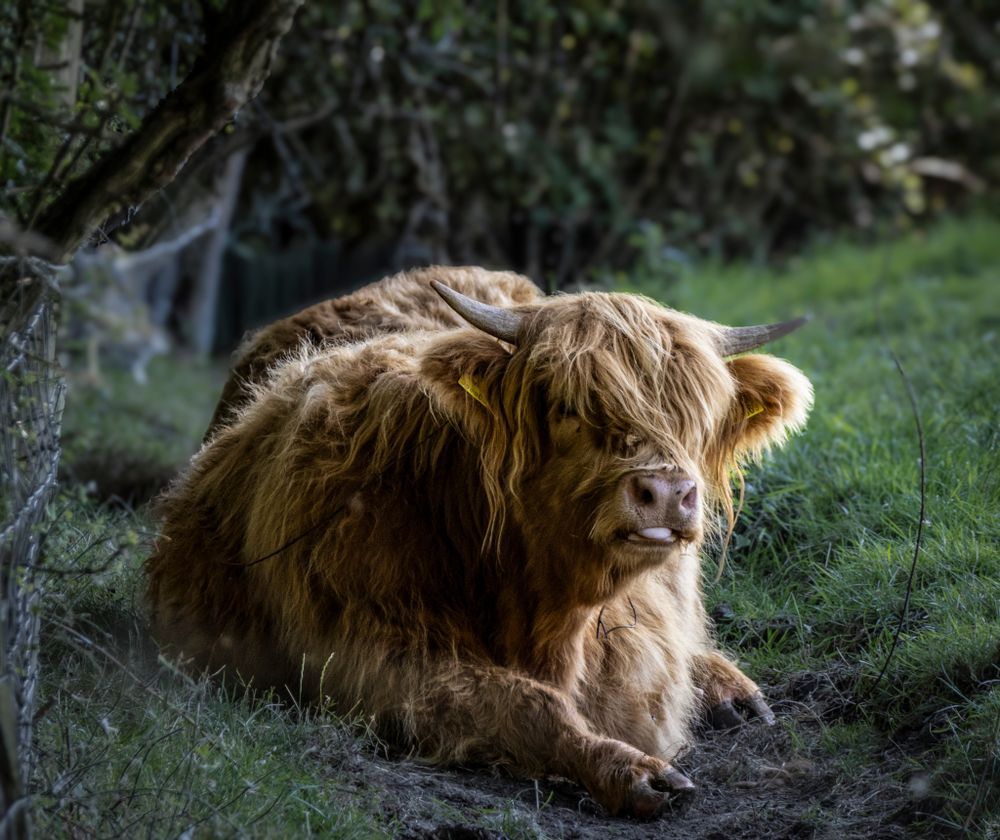 Shaggy Highland cow with long ginger fur resting in green grass.