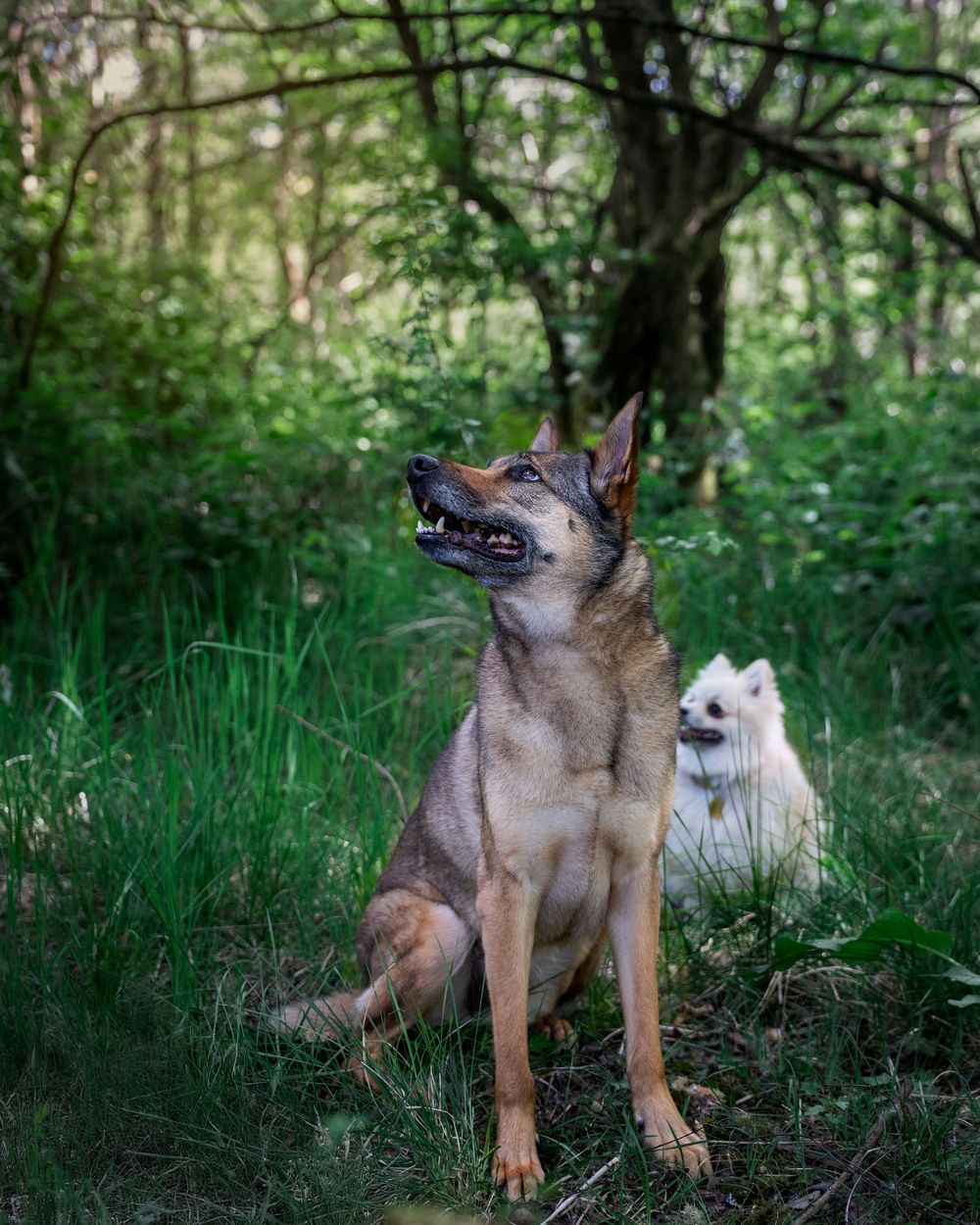 Two dogs playfully interact together in a lush green forest setting while enjoying outdoor exercise time.