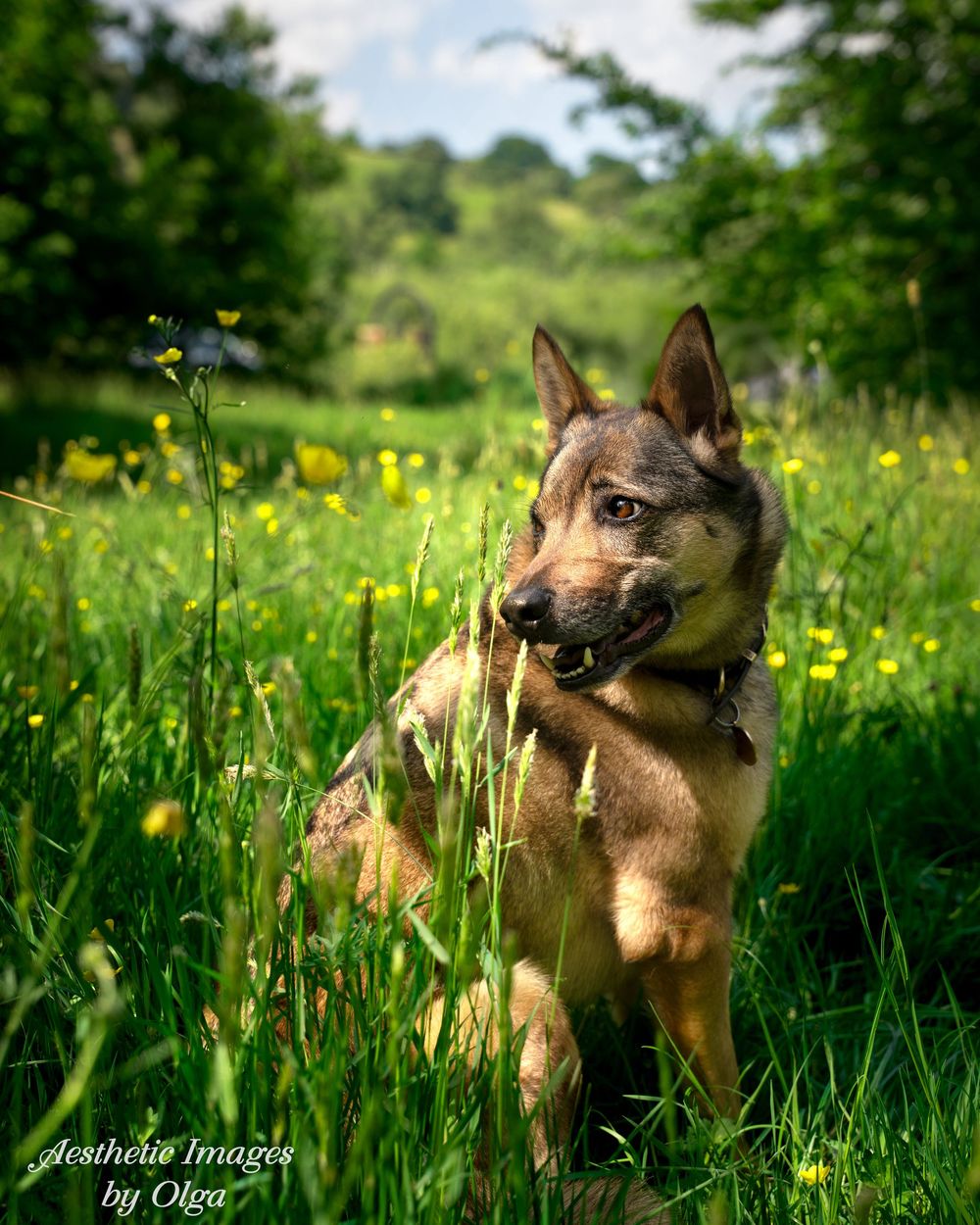 German Shepherd dog sits attentively in a lush green meadow with scattered yellow wildflowers on a sunny day.