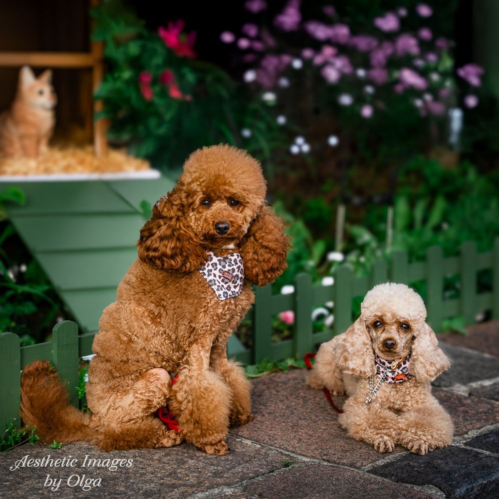 Two poodle dogs wearing matching bandanas sitting together on a paved surface with flowers in the background.