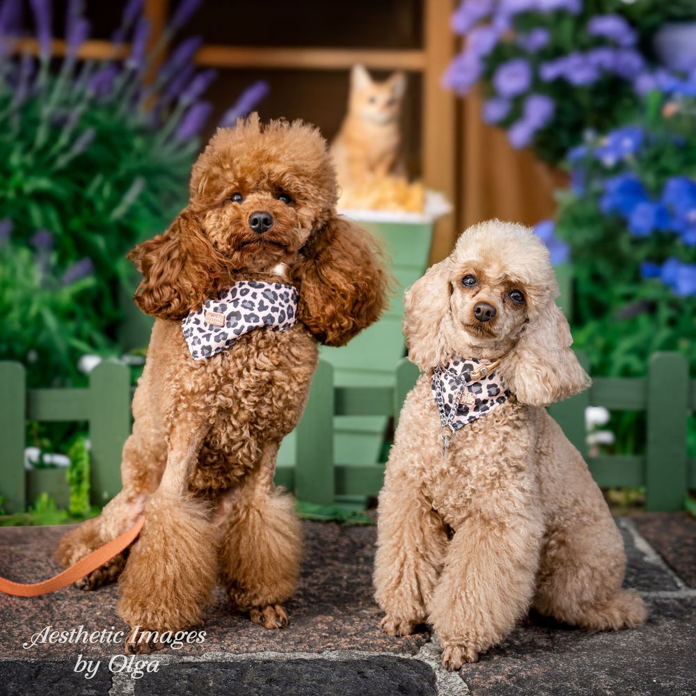 Two poodle dogs wearing matching leopard print bandanas sit together on outdoor steps with blue flowers in the background.