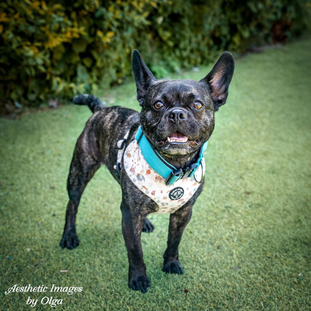 Small black French Bulldog wearing a cute white and teal harness plays on lush green grass in sequence of photos.