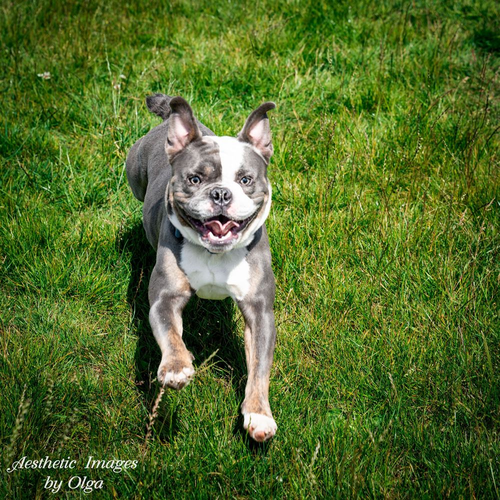 A happy gray and white French Bulldog runs playfully through green grass on a sunny day.