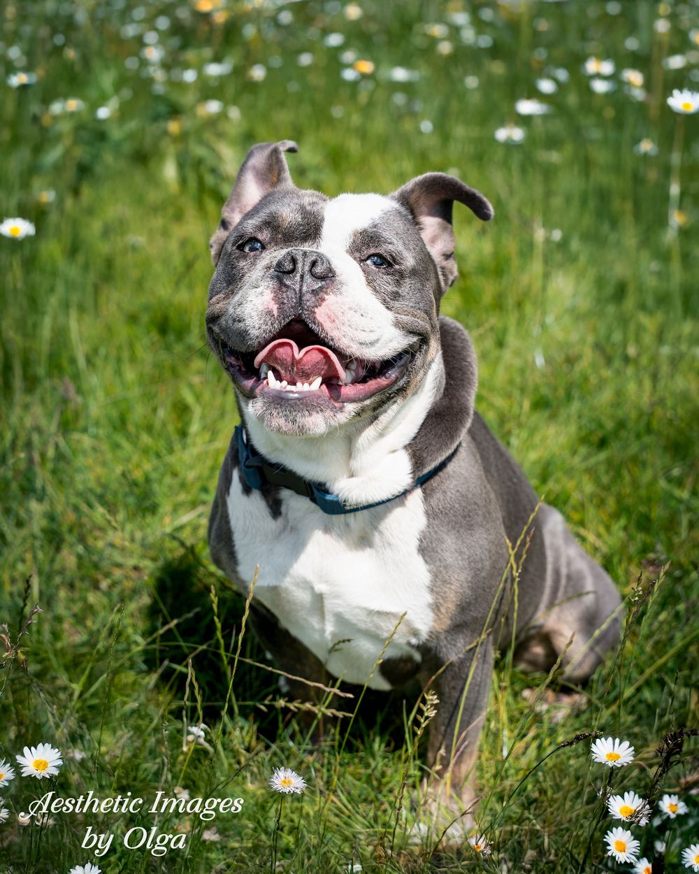 Happy gray and white pit bull terrier sitting in grass with daisies smiling at camera wearing a black collar.