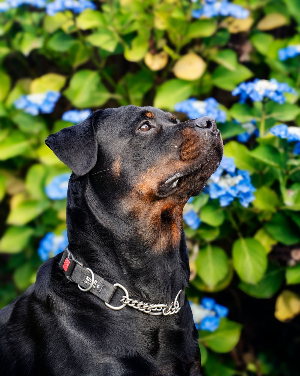 Close up profile views of a Rottweiler dog against lush green foliage and blue flowers in the background.