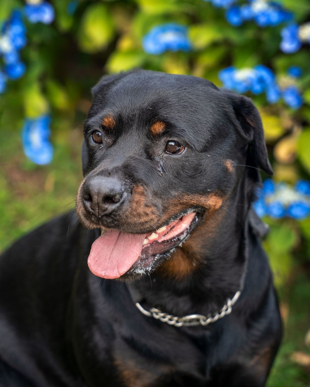 Portrait of a happy Rottweiler dog wearing a chain collar with blue flowers in the blurred background.