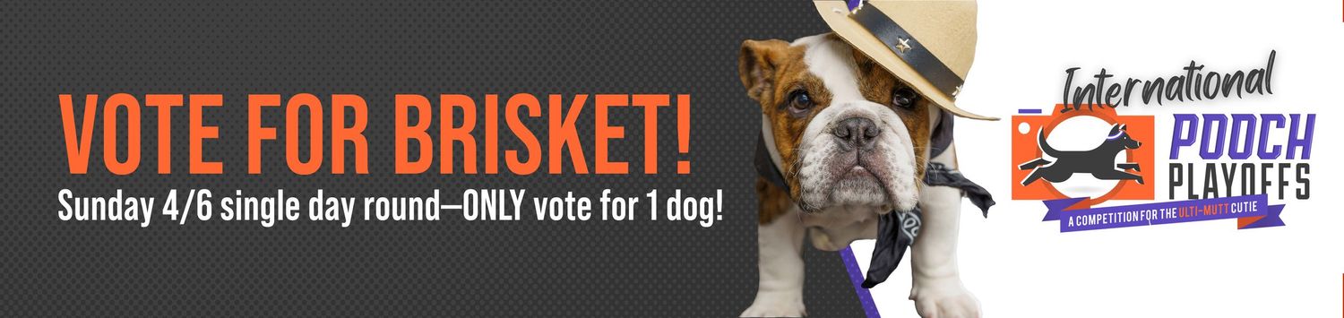 Vote for our Charlotte NC winning pup BRISKET in the single day international round, Sunday April 6th ONLY!