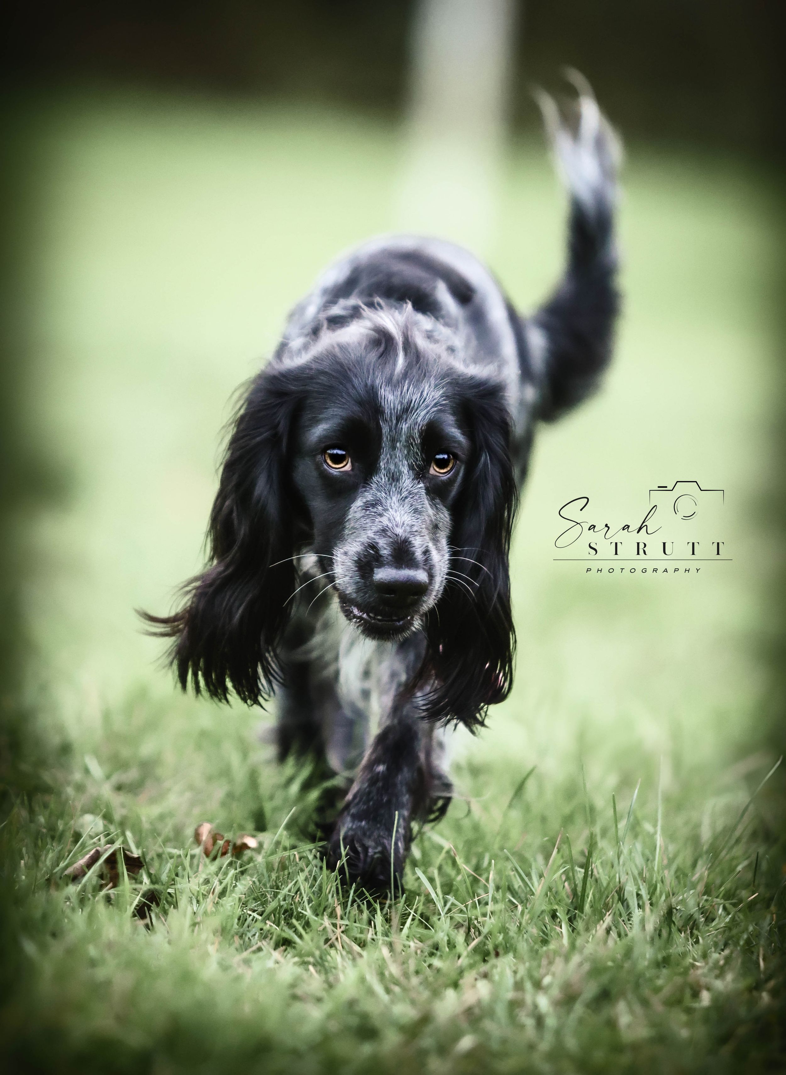 A black and white English Springer Spaniel running through grass with eager expression.
