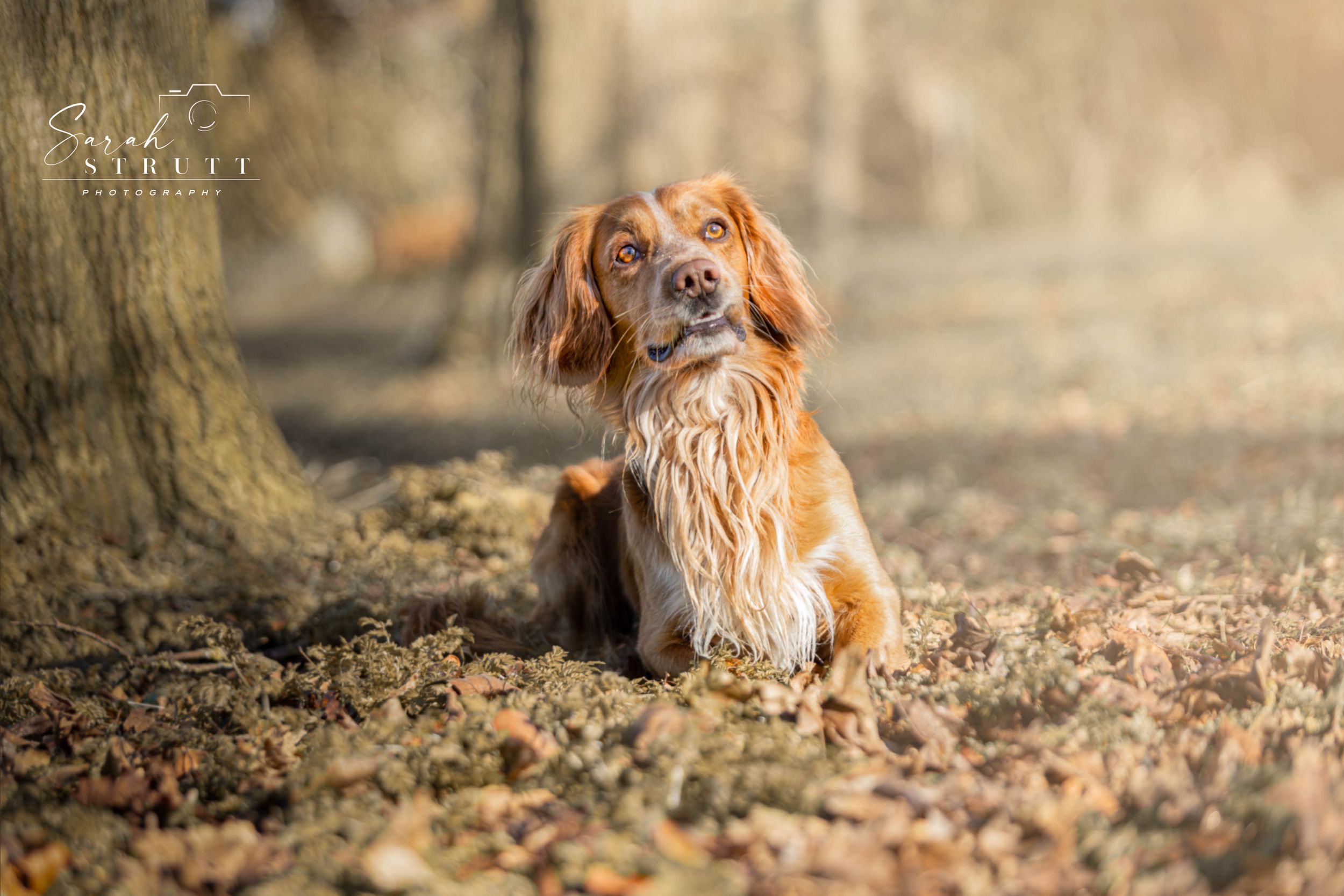 A dog sits in fallen autumn leaves with sunlight filtering through trees.