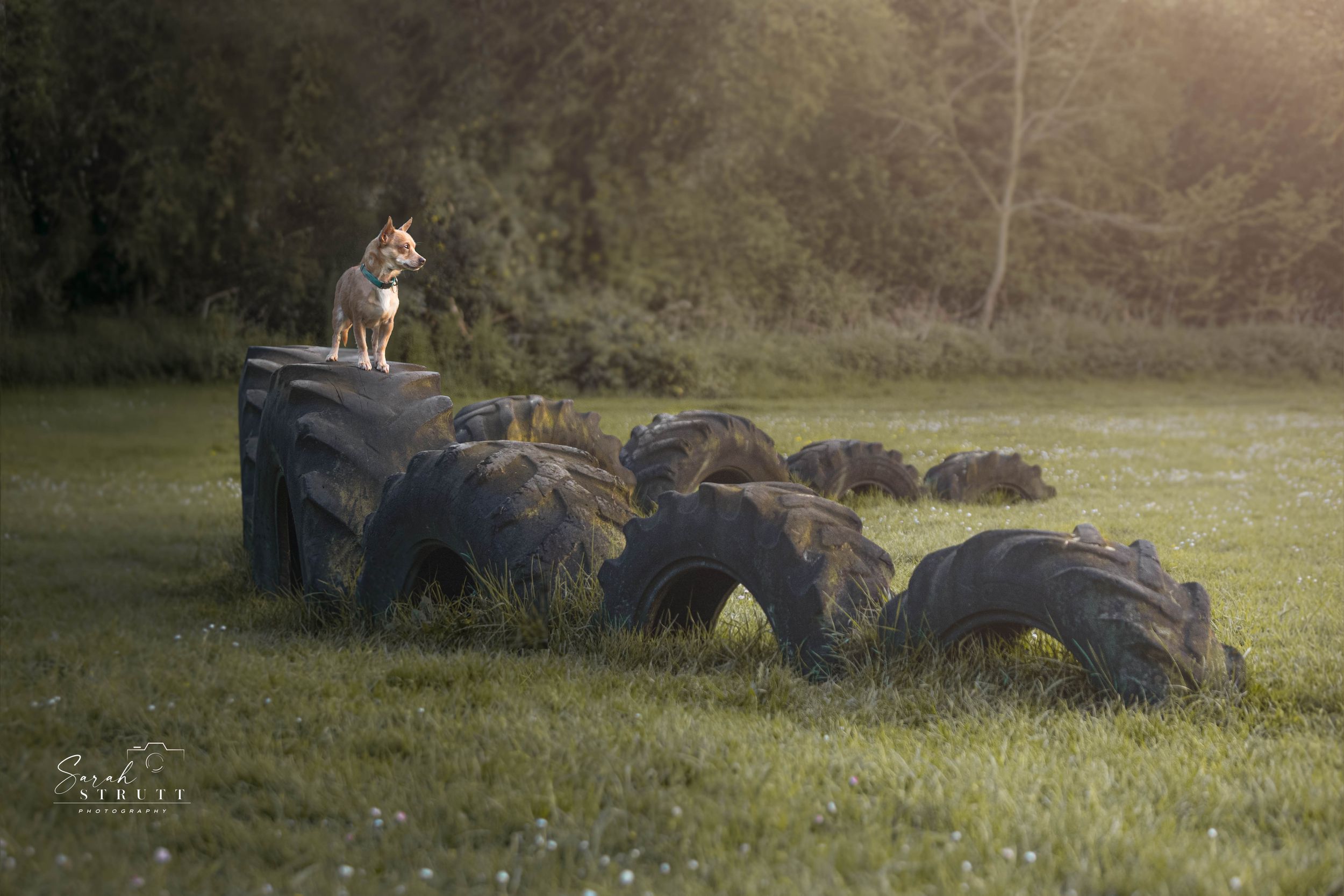 A German Shepherd dog sits alertly on top of large tractor tires arranged in a row on a grassy field at sunset.