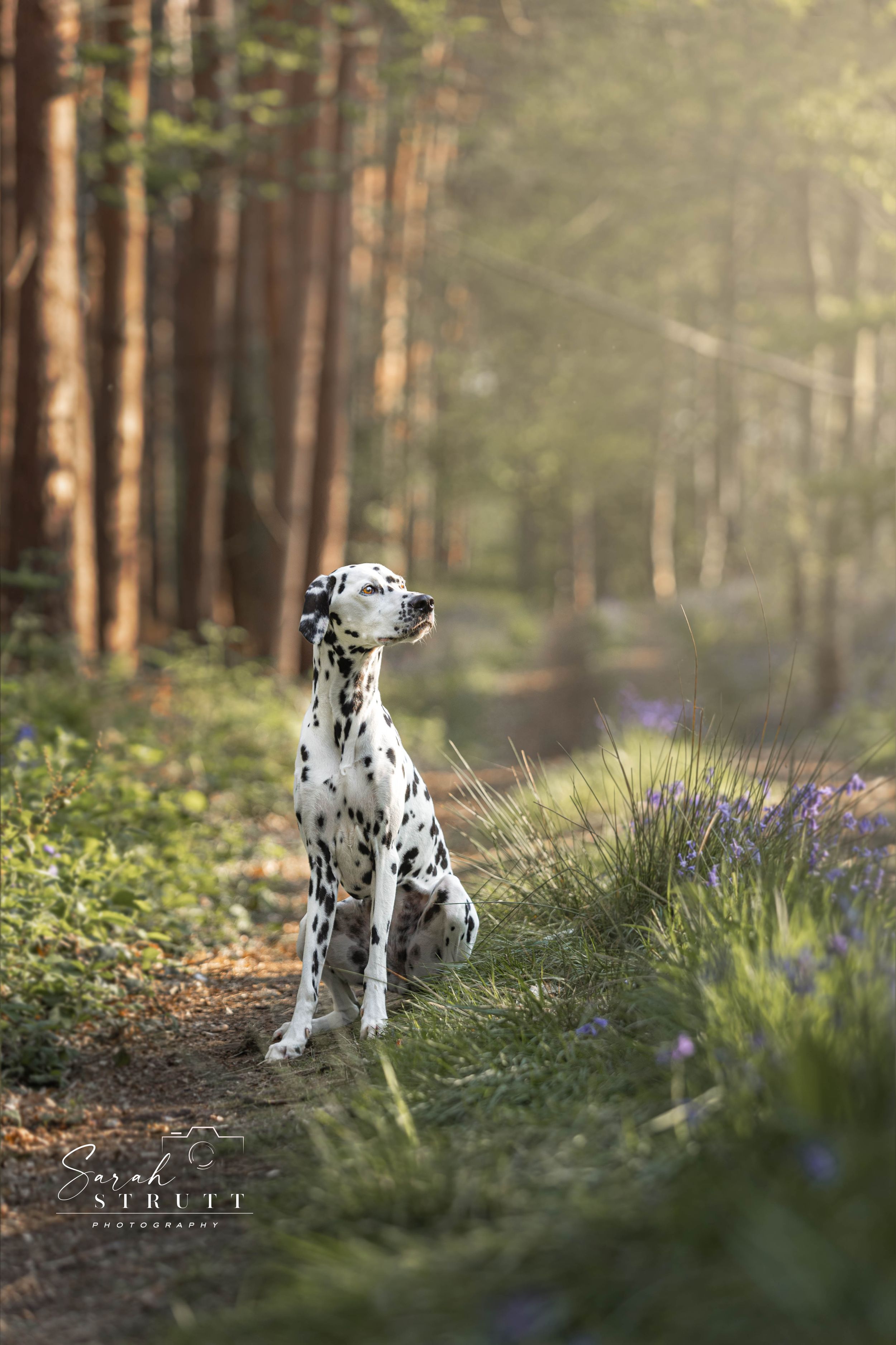 A Dalmatian dog sits peacefully in a forest setting surrounded by purple wildflowers and sunlit trees.