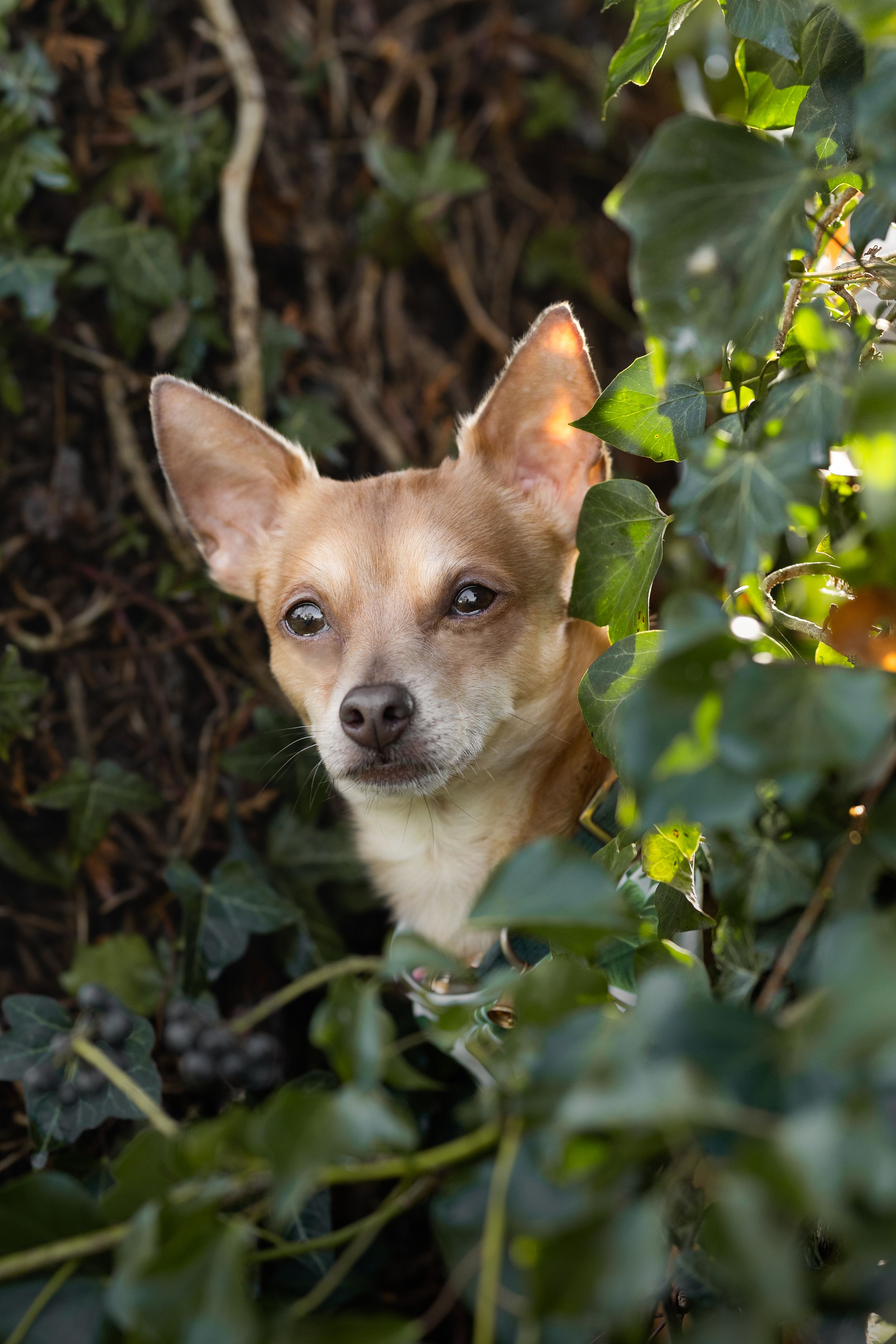 A small tan Chihuahua dog peeks through green foliage in a series of close-up shots.