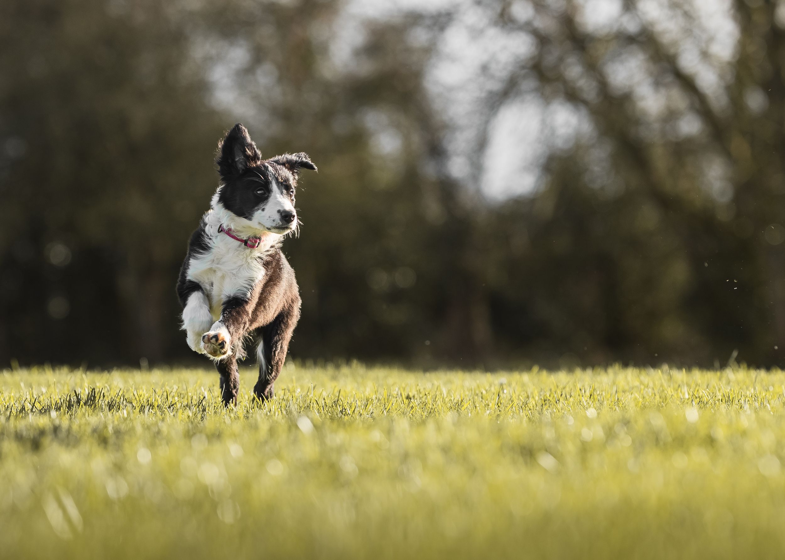 A black and white Border Collie dog leaping joyfully through a grassy field on a sunny day.