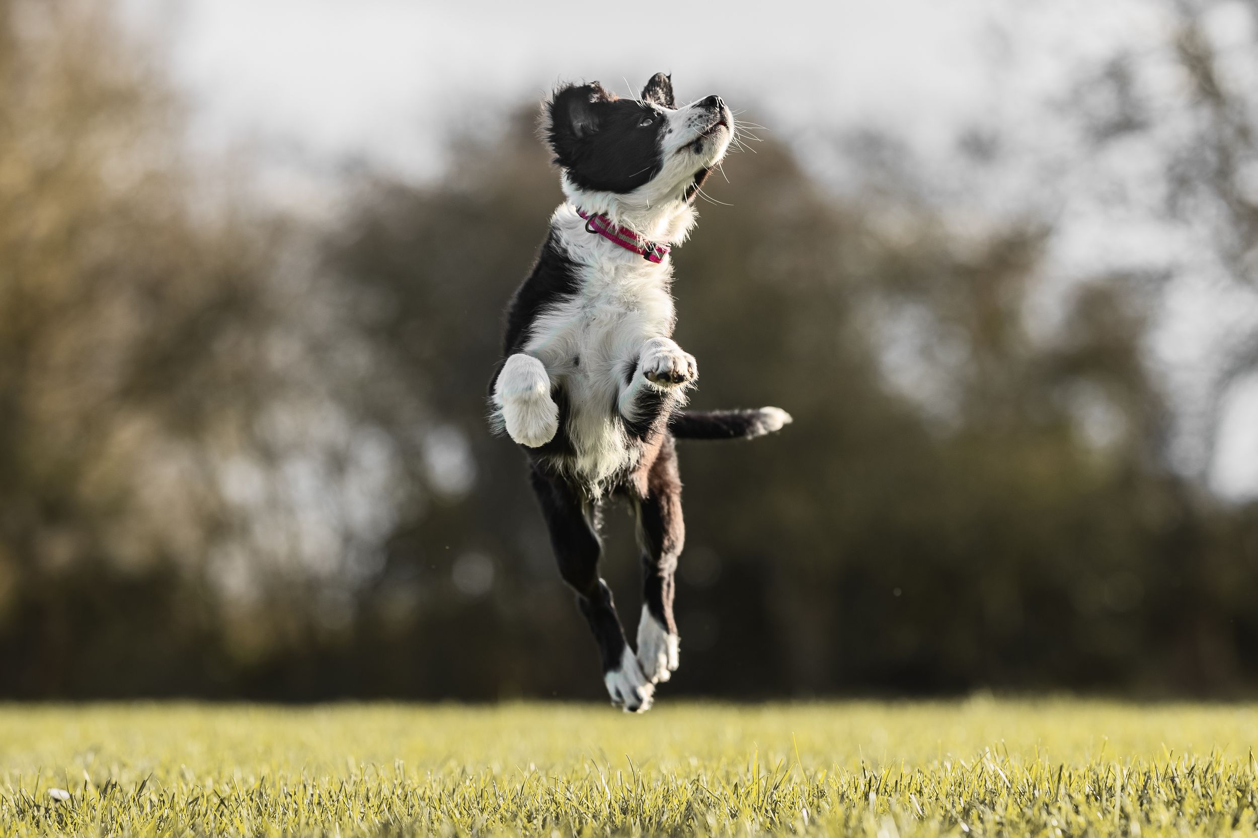 A black and white Border Collie dog leaps gracefully through the air while playing fetch in a grassy field.