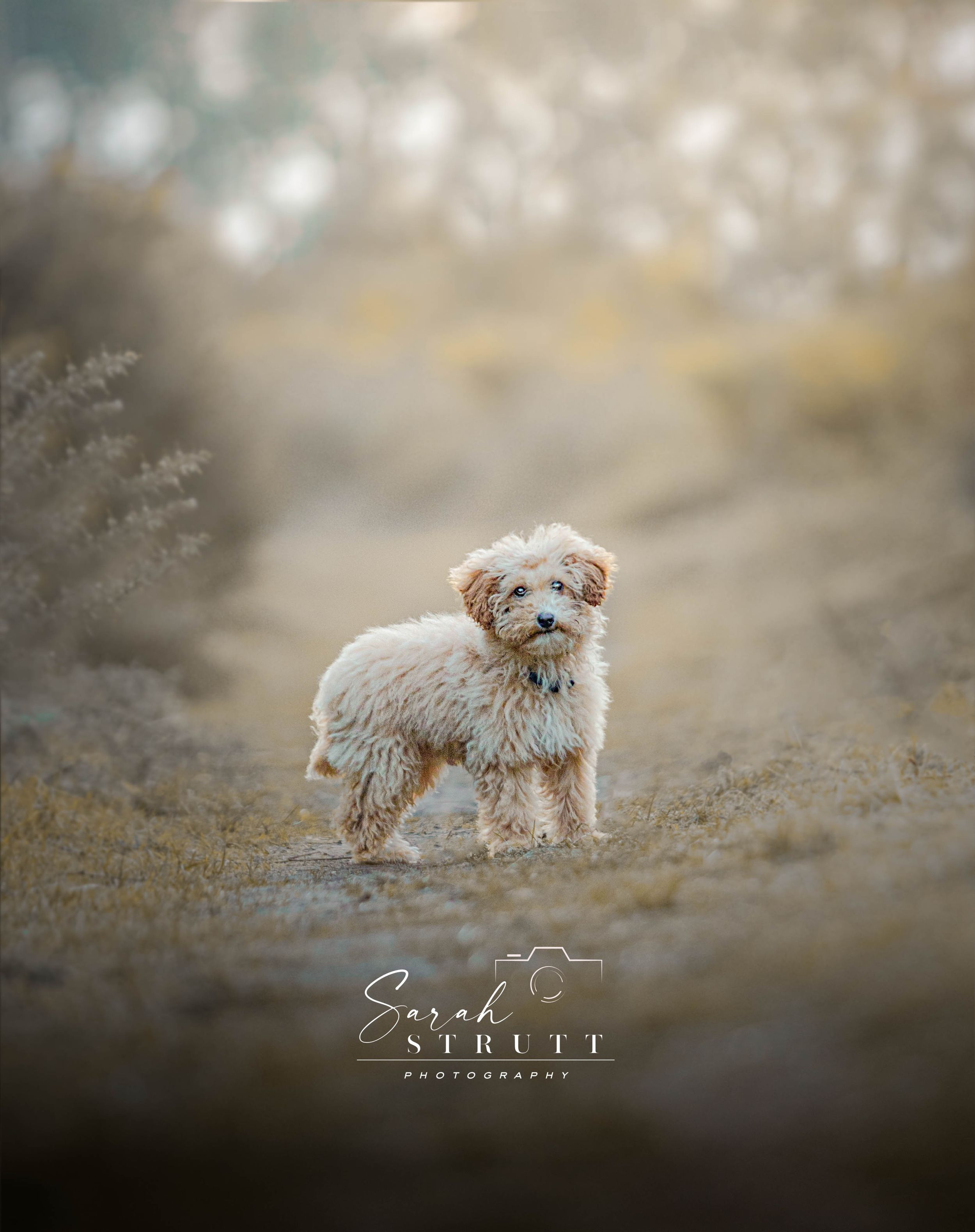 A small fluffy dog stands in misty light on a path surrounded by soft bokeh.
