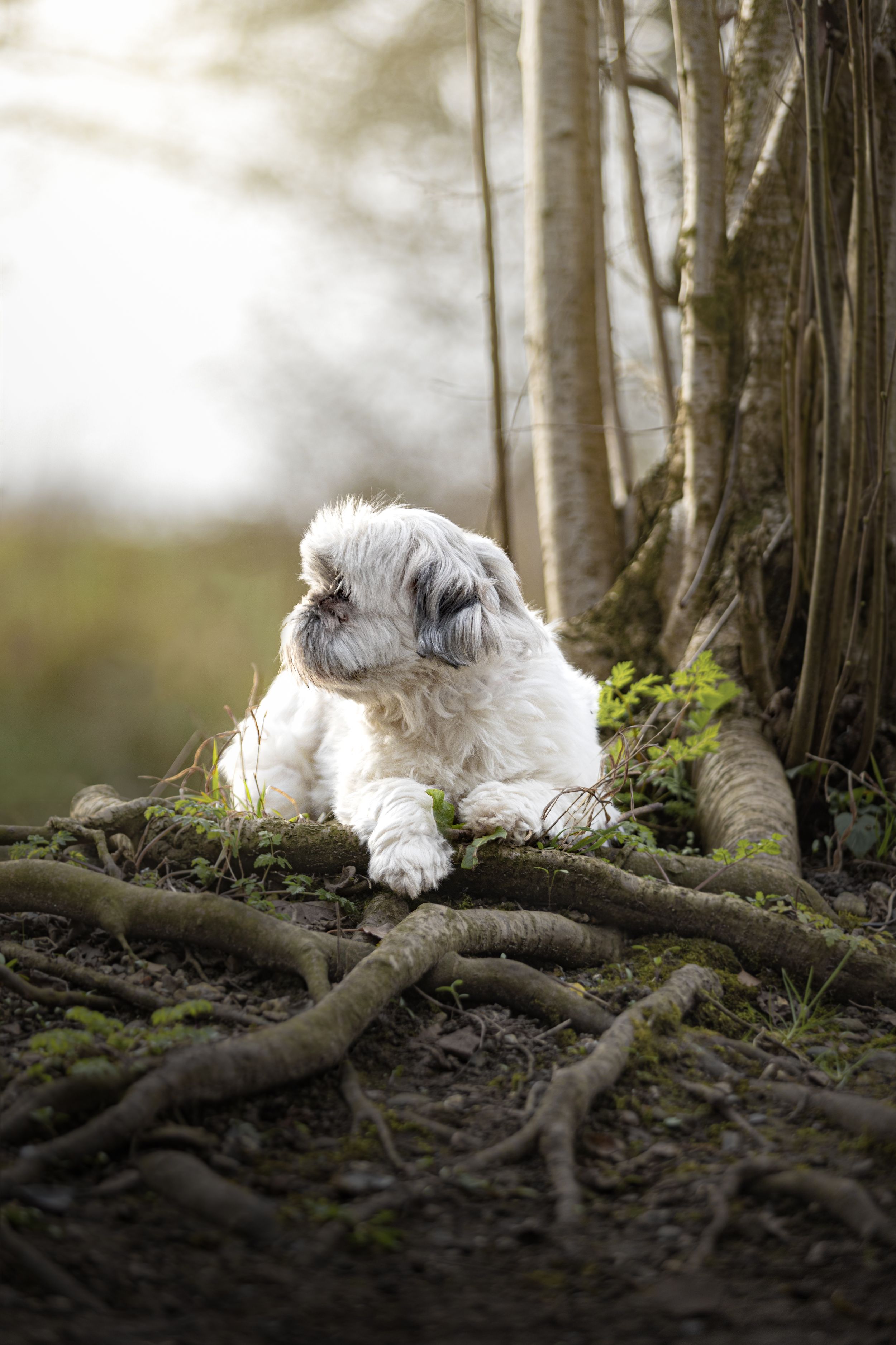 Small white dog with fluffy fur sleeping peacefully among gnarled tree roots and moss in a forest setting.