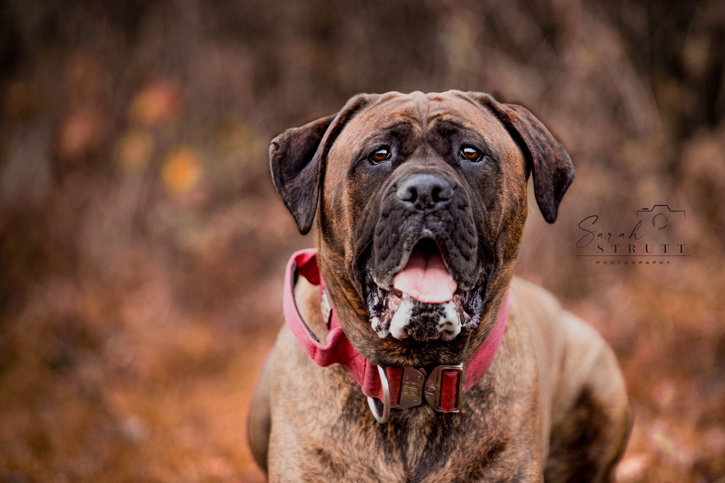 A close-up portrait of a dog with red collar looking directly at camera.