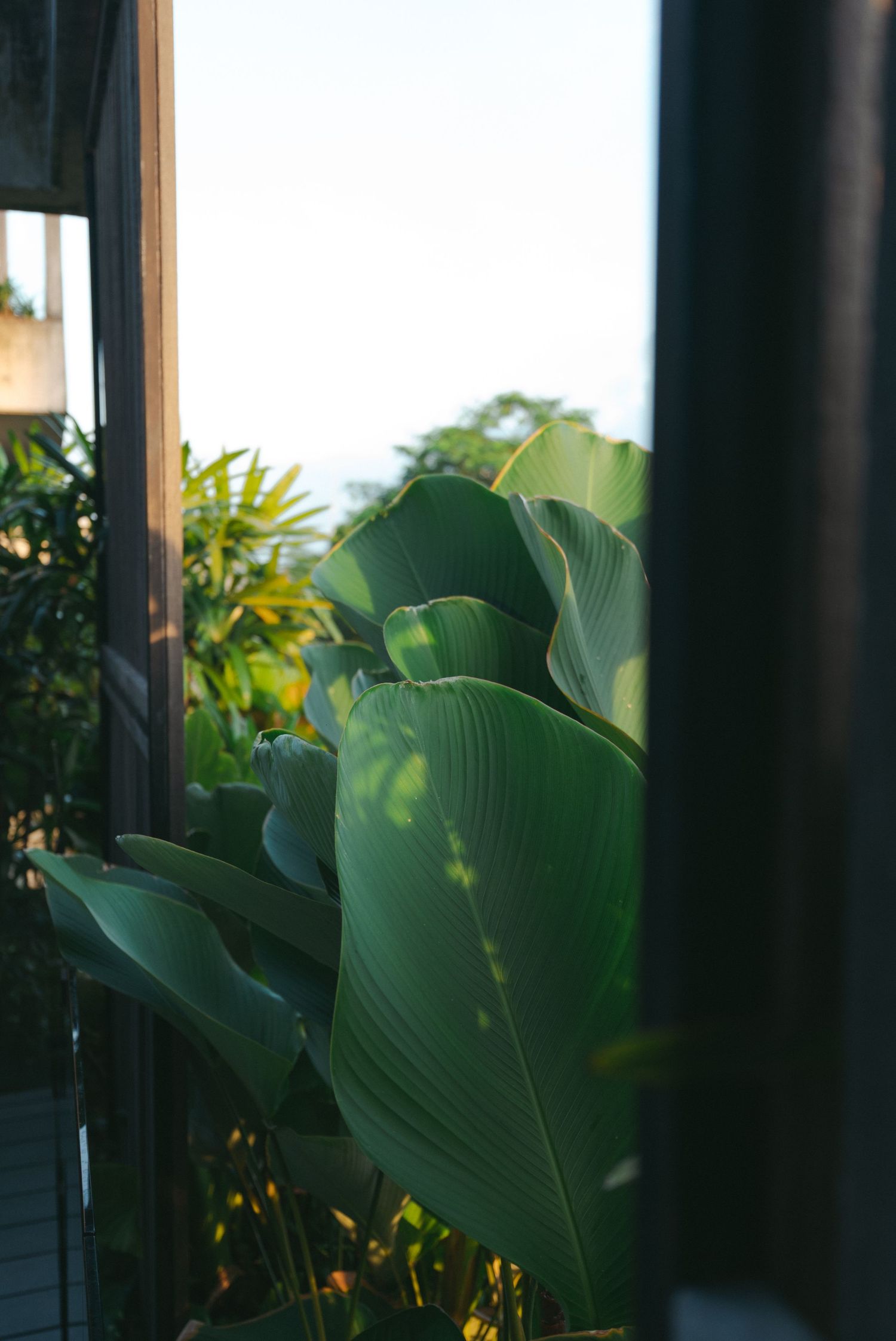Tropical green banana leaves viewed through dark vertical bars creating a striking contrast in natural lighting.