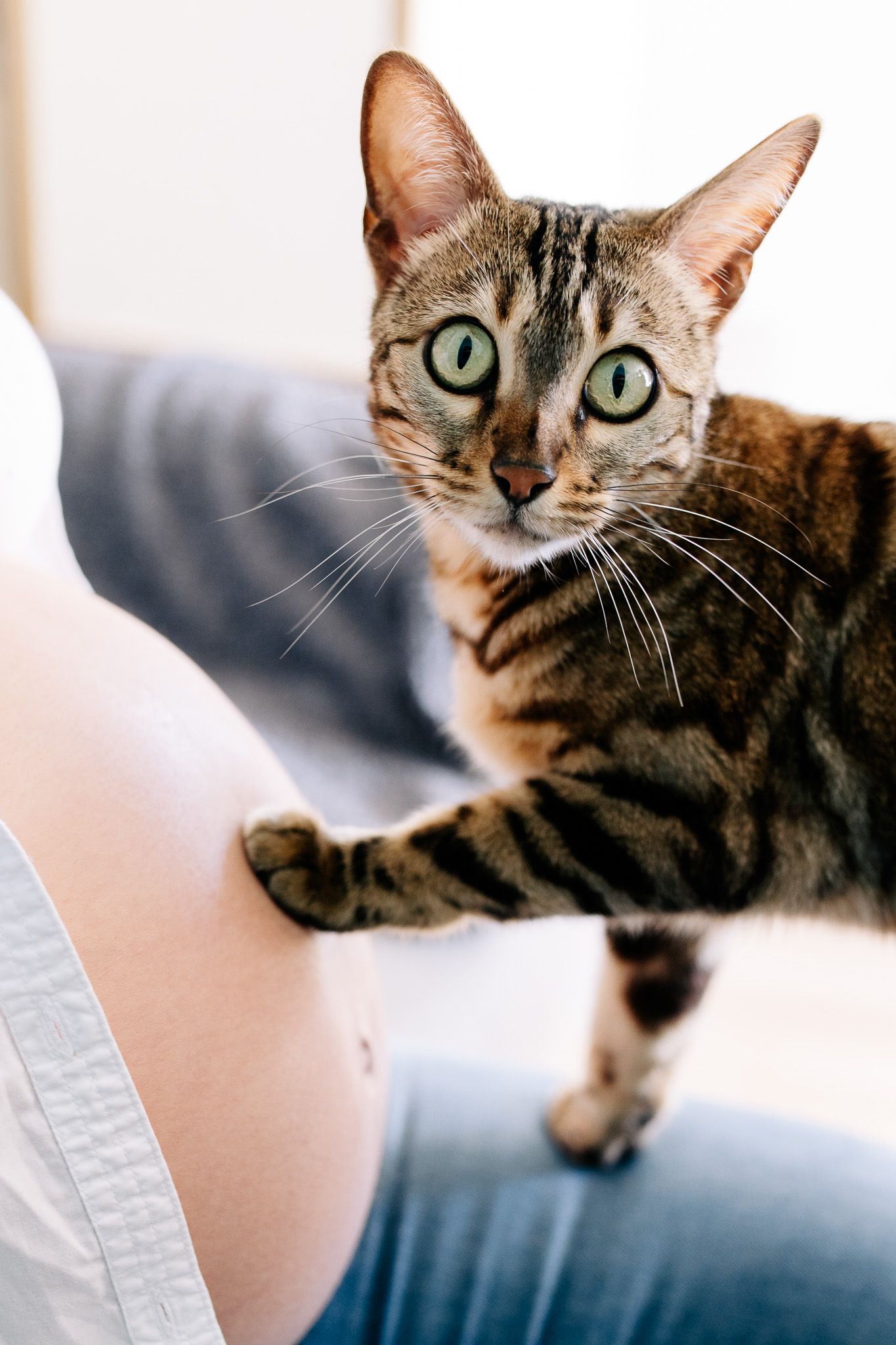 Future maman et son chat – séance grossesse à Plaisir