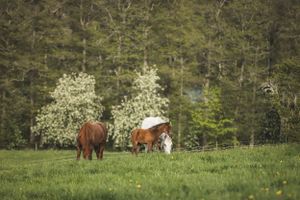 Hage med hästar.Hästgård. Hästfotograf. Stockholm. Photo By Anna Jarlhall.