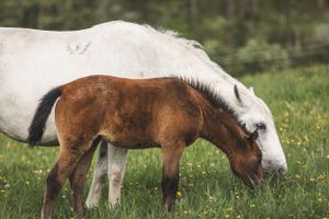 Hästgård. Hästfotograf. Stockholm. Photo By Anna Jarlhall.
