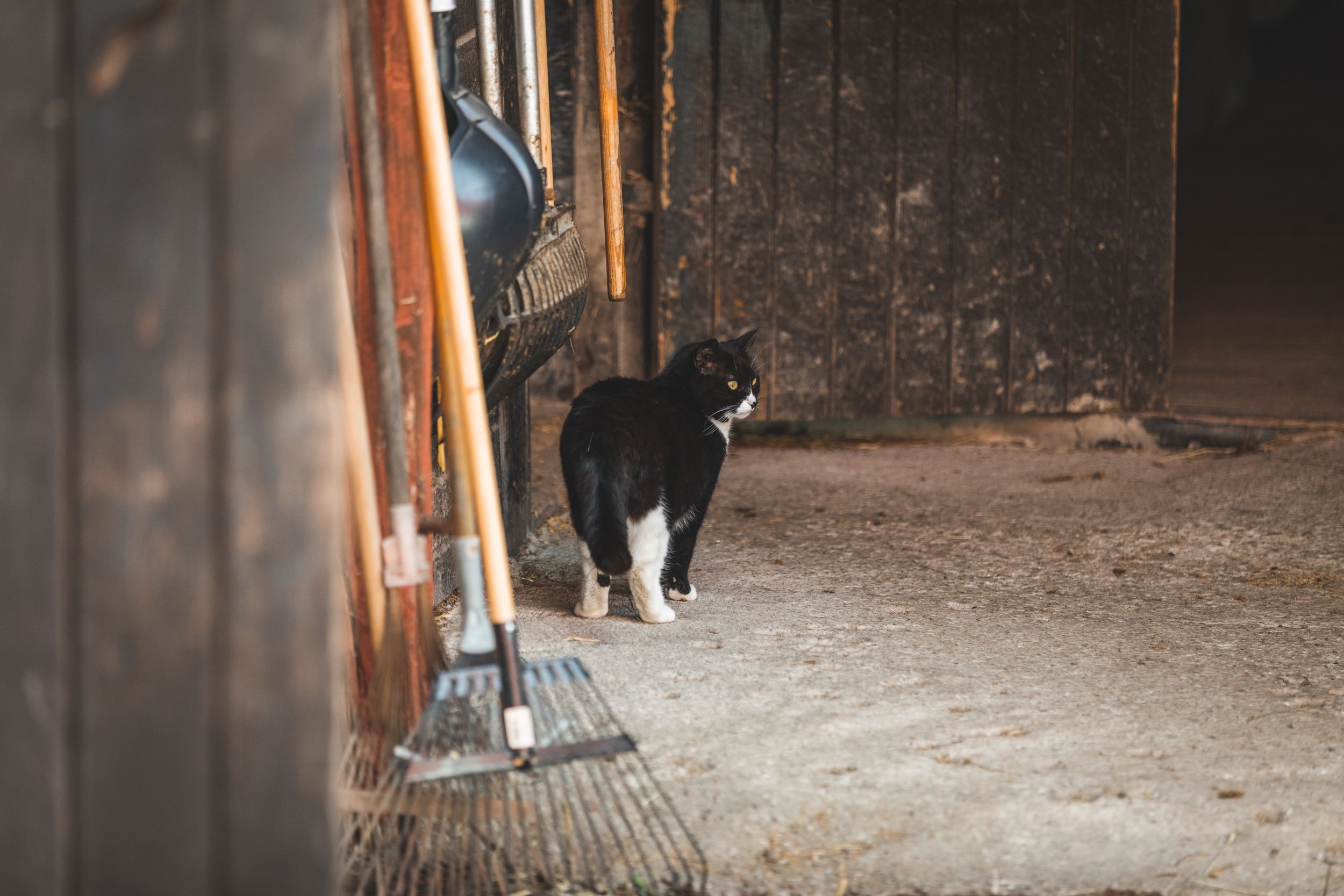 Stallkatt. Hästgård. Hästfotograf. Stockholm. Photo By Anna Jarlhall.