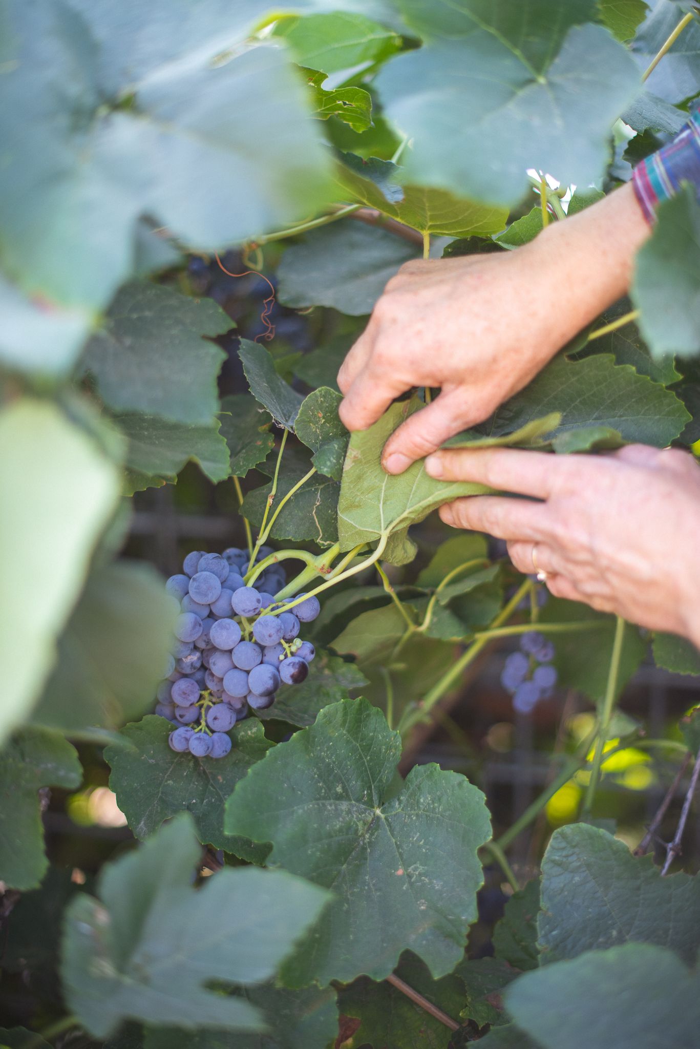 grapes on a vine on a happy heron farm in an image taken by a commercial photographer