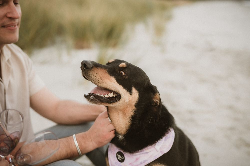 Couples session with their dog at Big Roaring Beach in Southern Tasmania, captured by elopement and family photographer Joss Jensen
