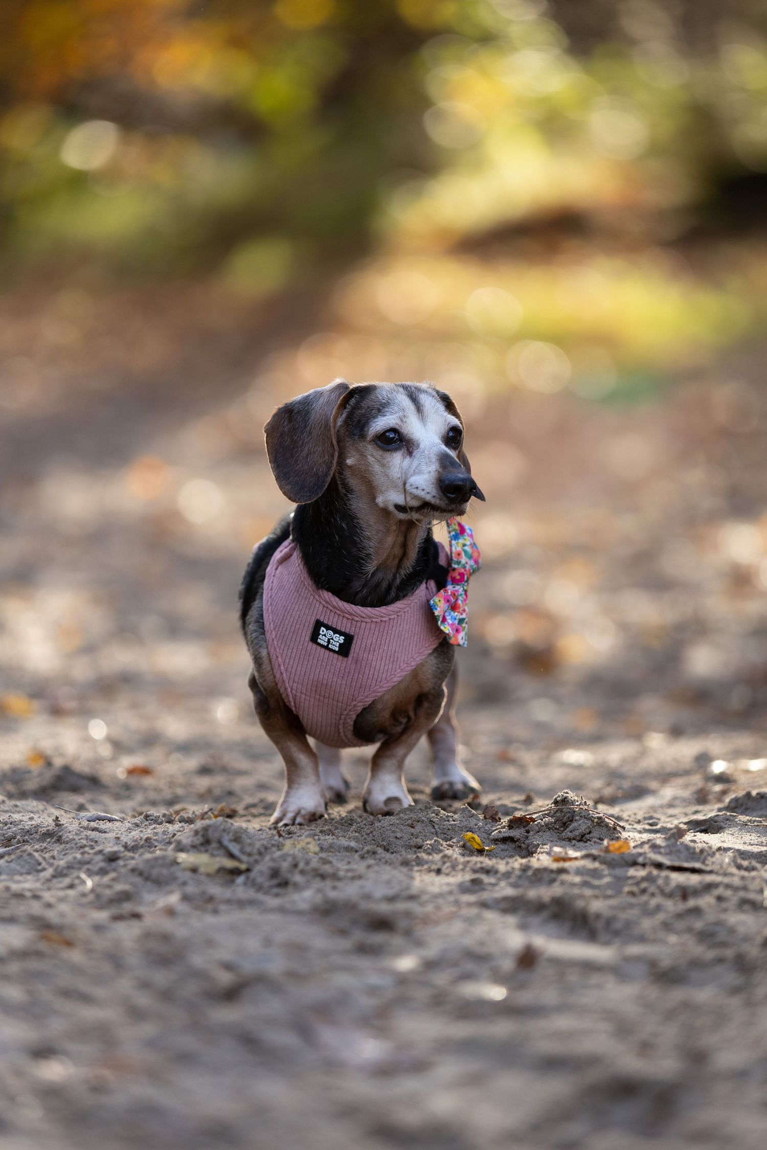 Hondenfotografie, dierenliefde, natuur, heide, bos