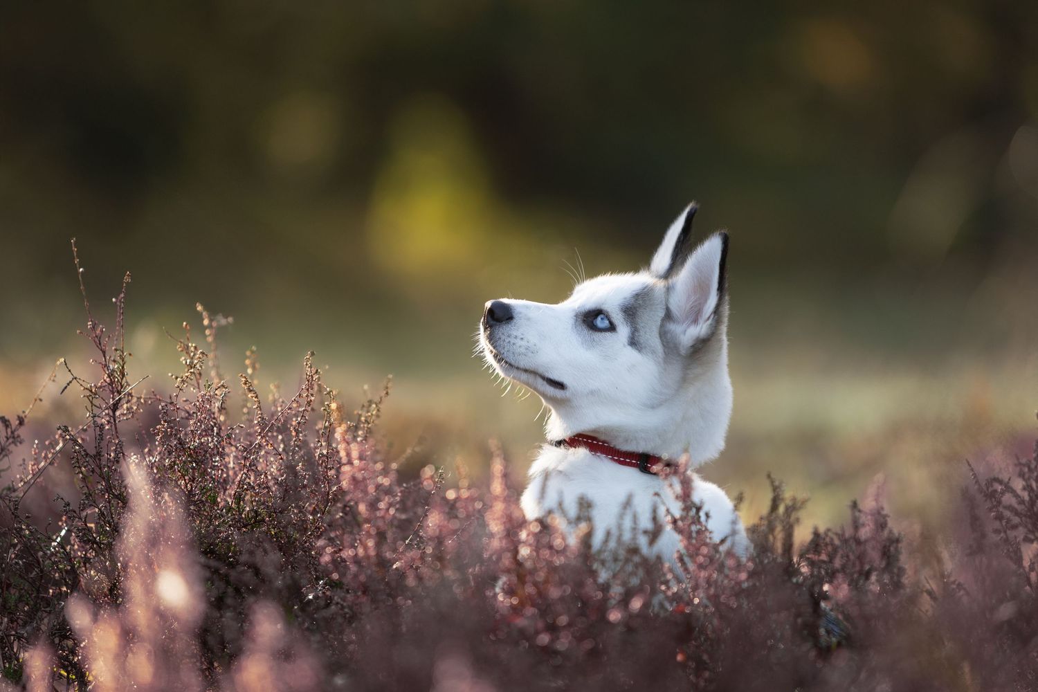 Hondenfotografie, dierenliefde, natuur, heide, bos