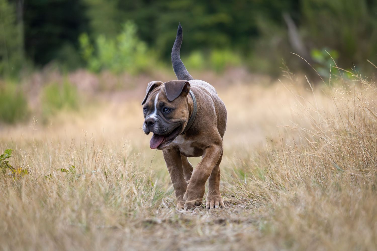 Hondenfotografie, dierenliefde, natuur, heide, bos