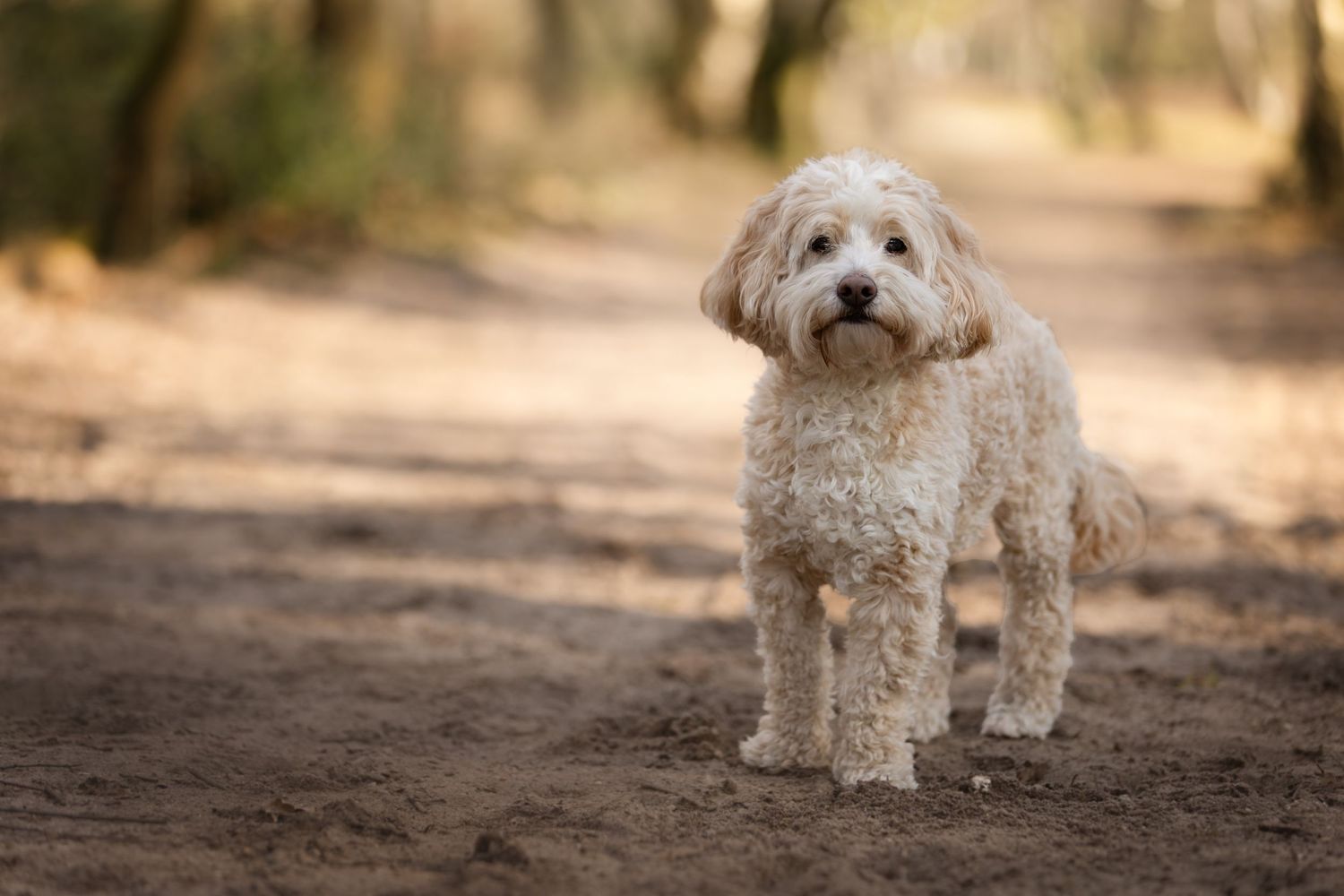 Hondenfotografie, dierenliefde, natuur, heide, bos