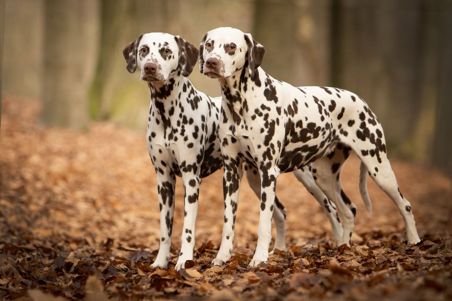 Hondenfotografie, dierenliefde, natuur, heide, bos