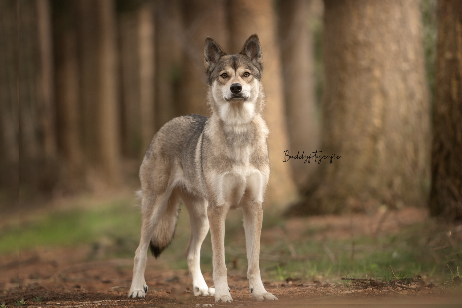 Hondenfotografie, dierenliefde, natuur, heide, bos