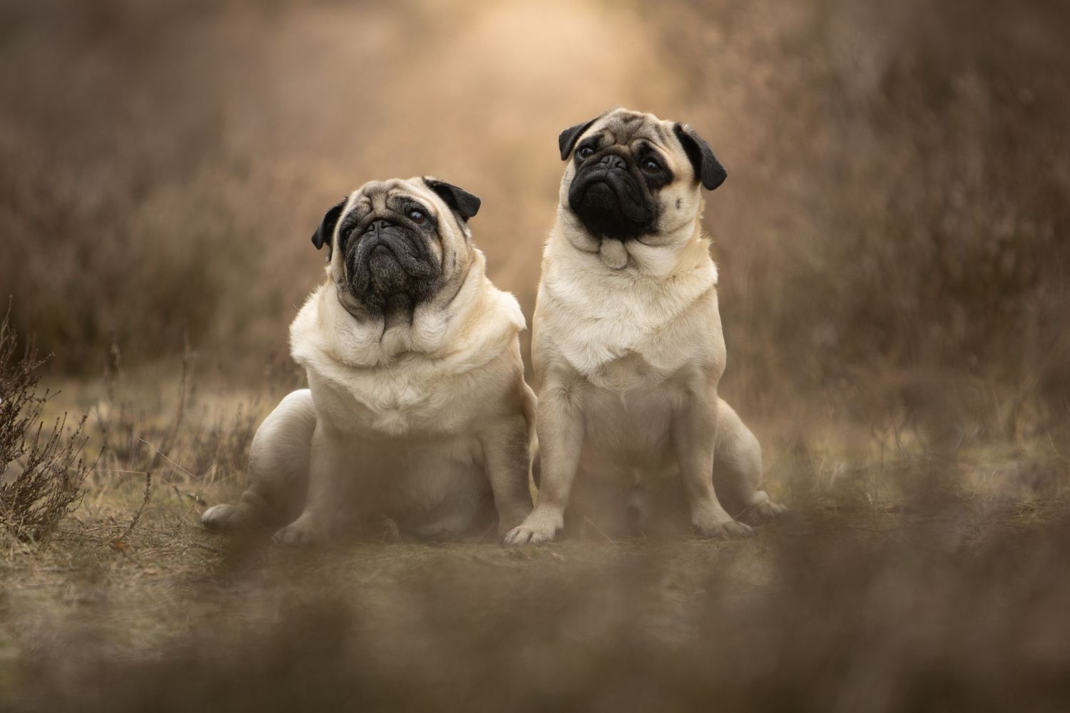 Hondenfotografie, dierenliefde, natuur, heide, bos