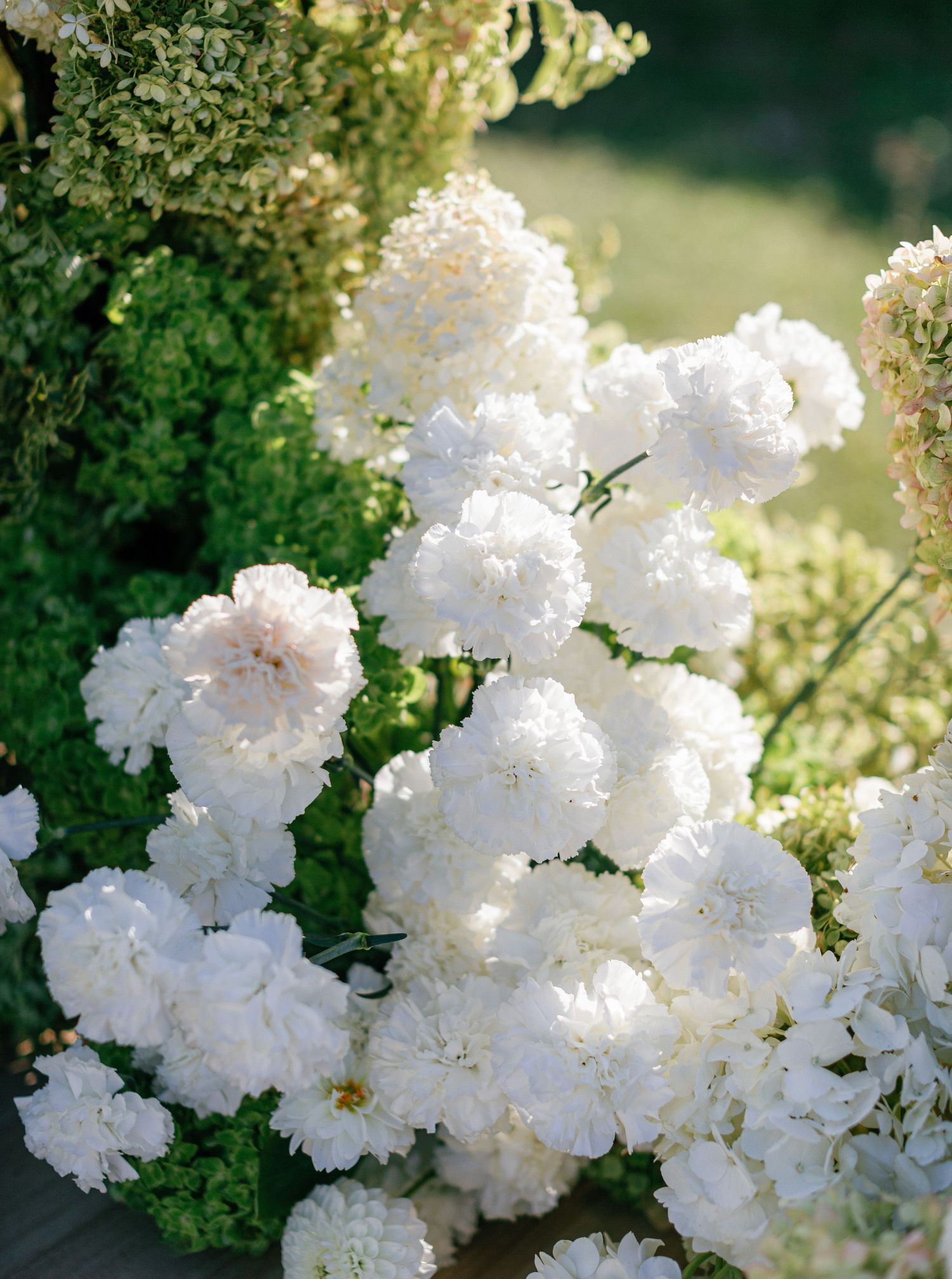 Delicate white flowers blooming in clusters against a soft bokeh background in a garden setting.