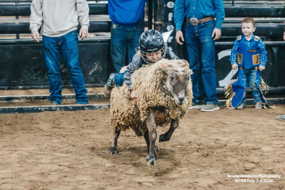 A young sheep rider participates in mutton busting at a rodeo event while spectators watch from the bleachers.