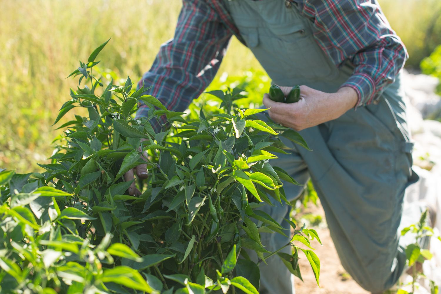 farmer picking vegetables in documentary photograph