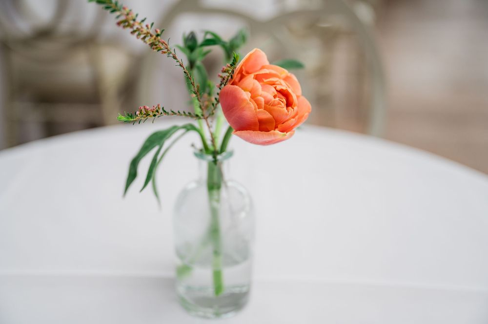 A single coral-colored tulip with green foliage in a clear glass vase sits on a white surface.
