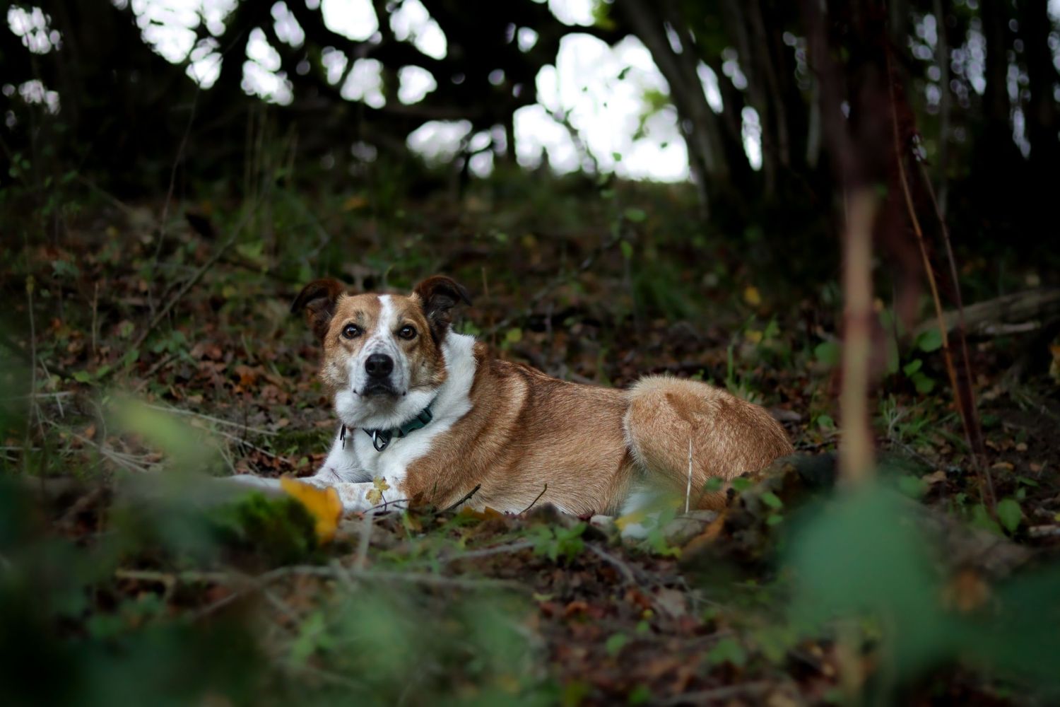 Photo of a Welsh Sheepdog by Woodland Workbench