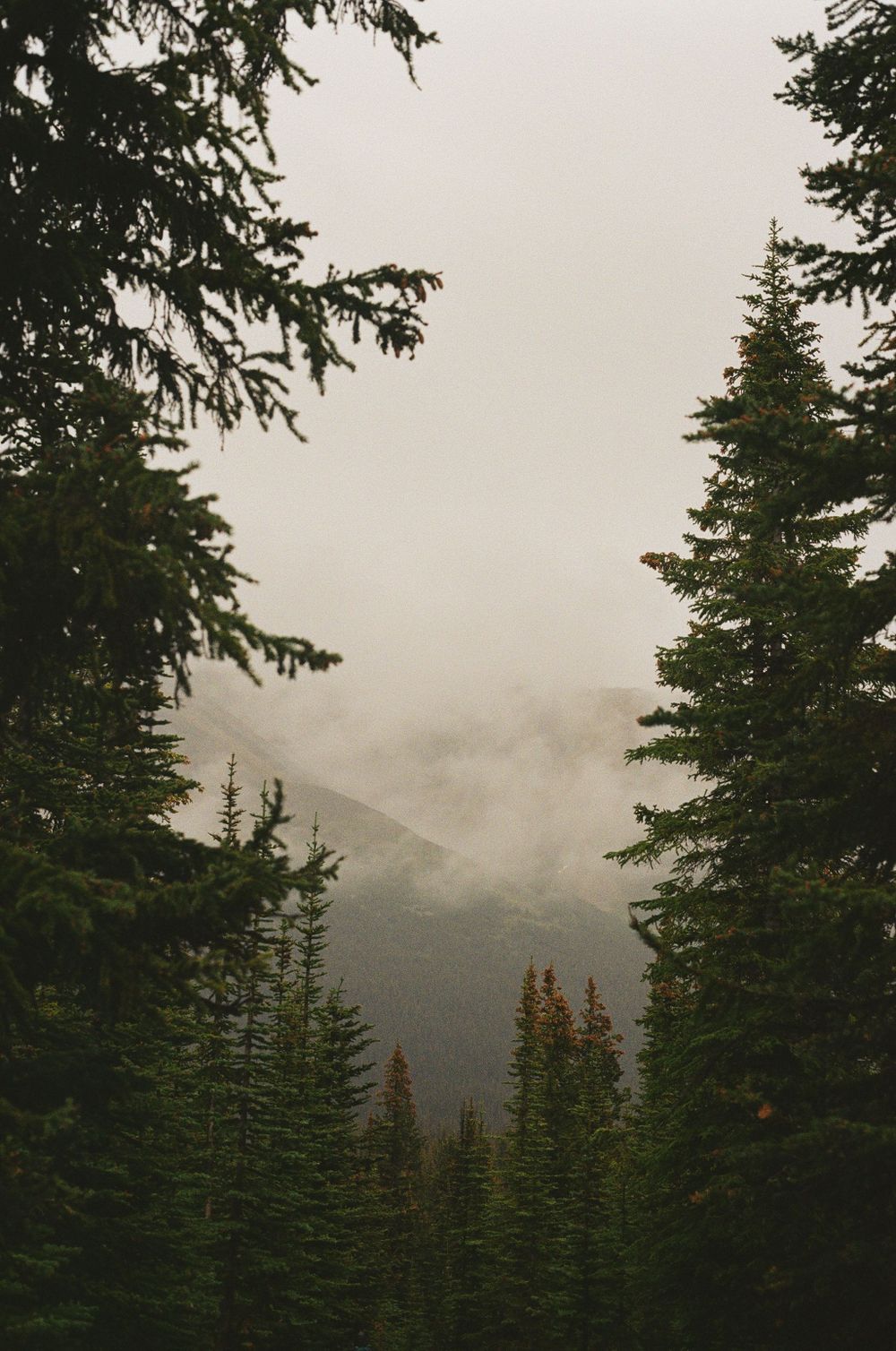 Shot of trees framing the mountains through the fog in Banff Canada on film