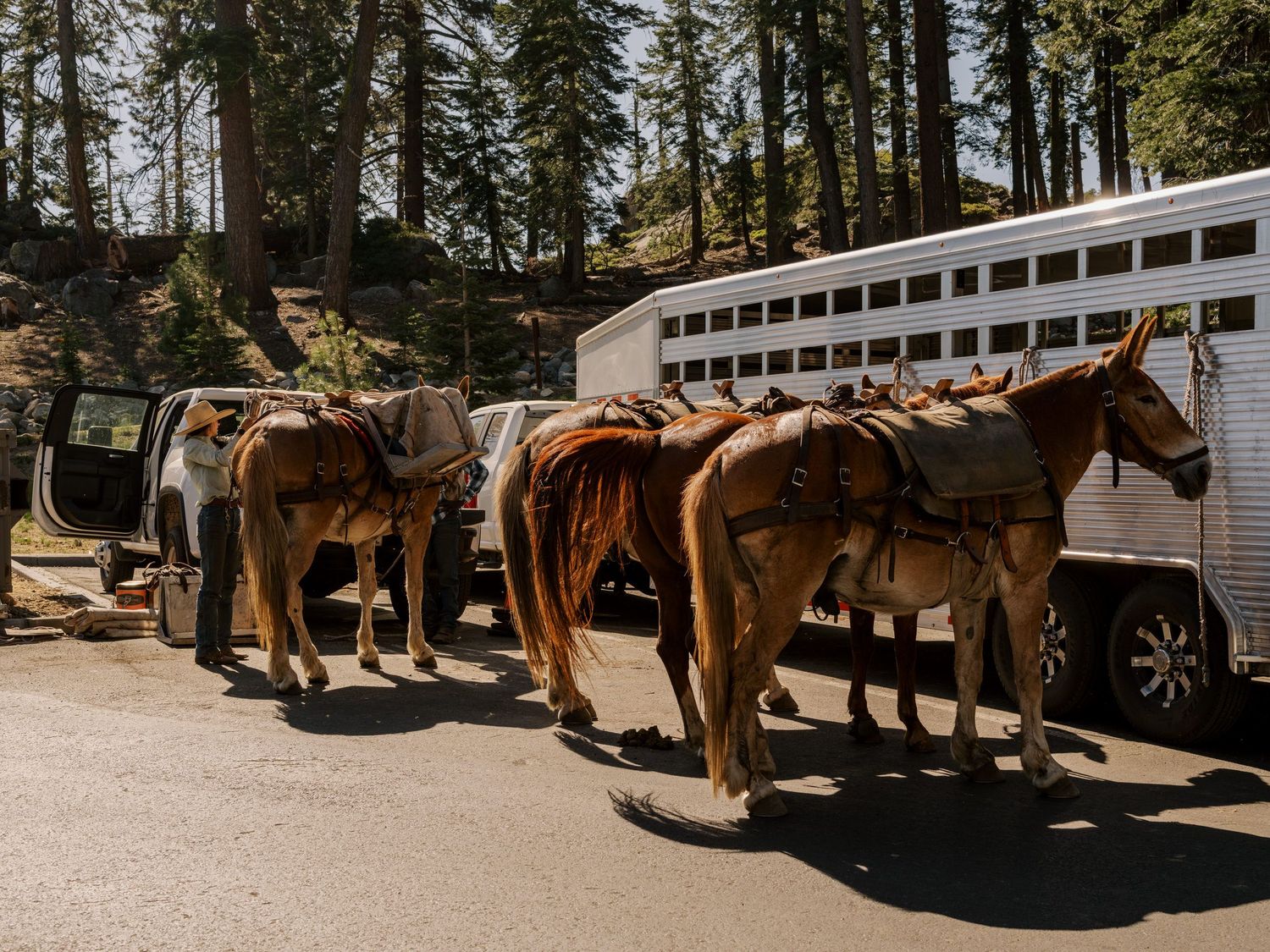 A line of saddled brown horses tied to a horse trailer in a forested parking area with tall pine trees behind them.