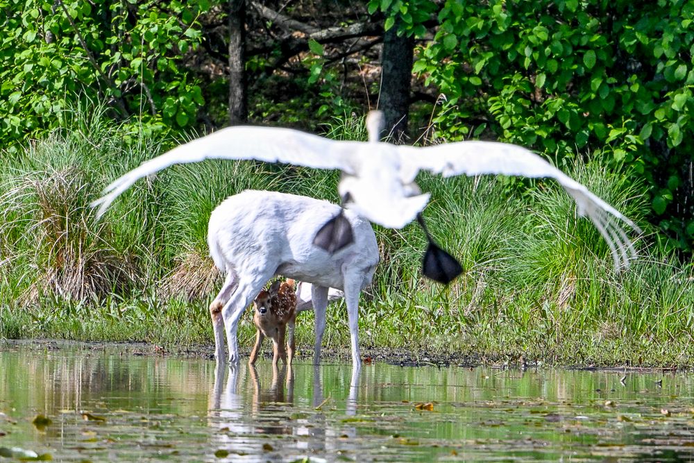 A whooping crane spreads its wings near a deer drinking water at the edge of a pond.