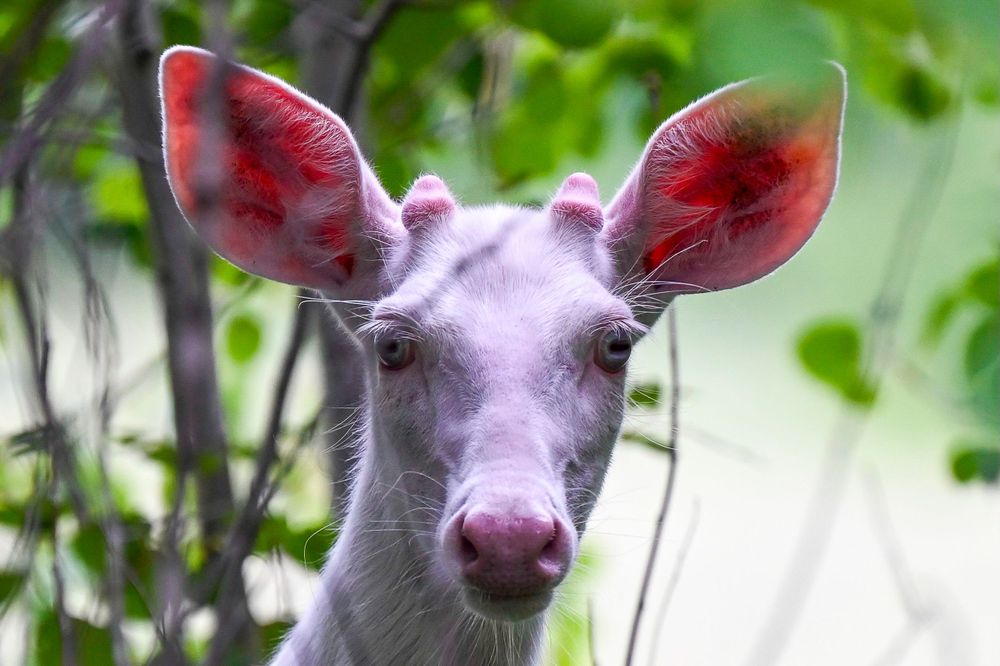 Close-up portrait of a rare albino white-tailed deer fawn with translucent pink ears in green foliage.