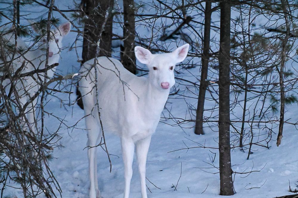 Albino white deer stands in a snowy winter forest sticking out its tongue among pine trees.